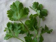 Santo Cilantro