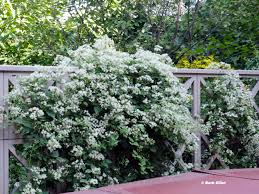 Clematis - Virgin's Bower