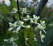 Clematis - Virgin's Bower