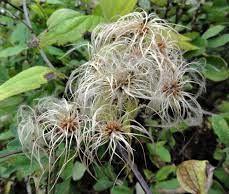 Clematis - Virgin's Bower
