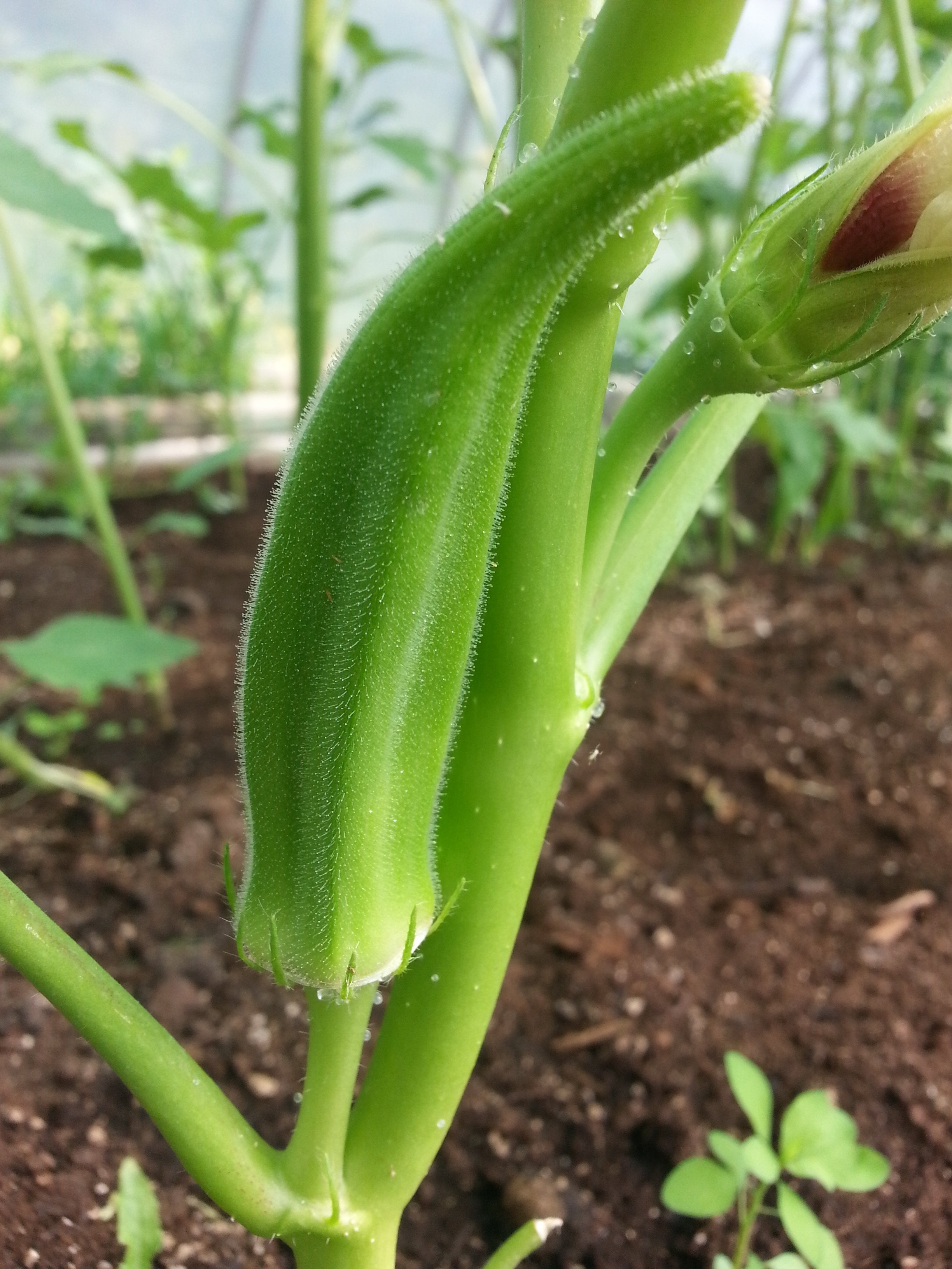 Okra