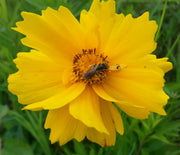 Lanceleaf Coreopsis