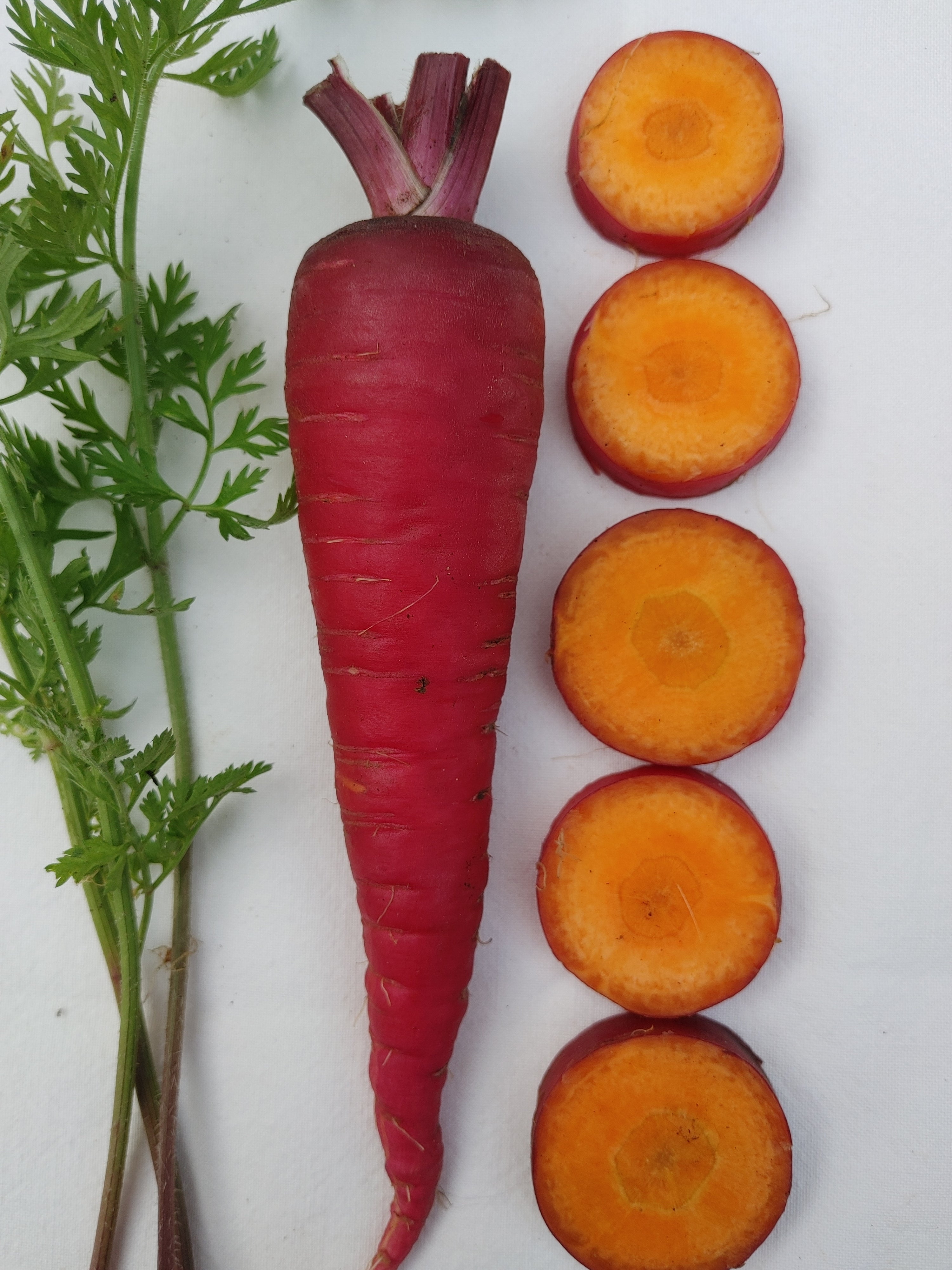 Cosmic Purple Carrot