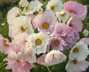 Cosmos - Cupcakes Blush