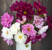 Cosmos - Double Click