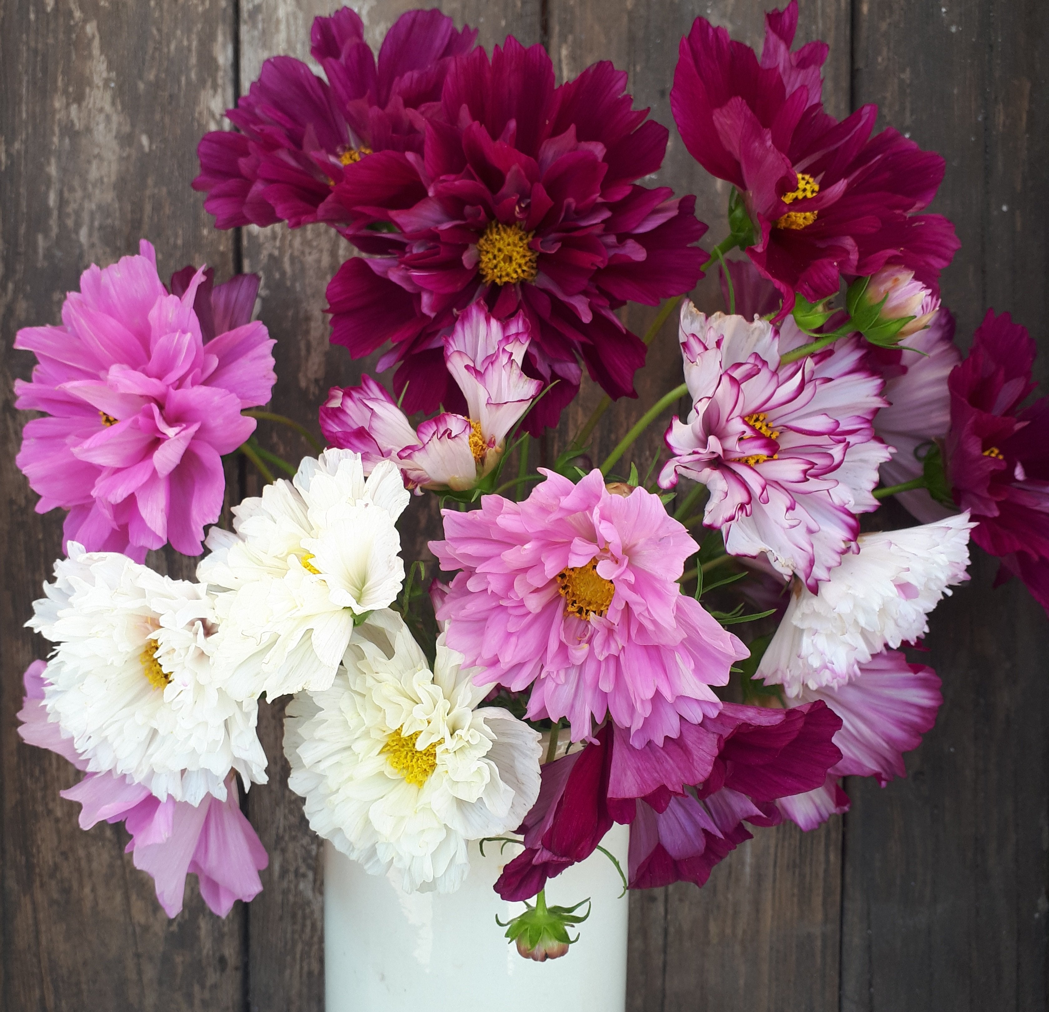 Cosmos - Double Click