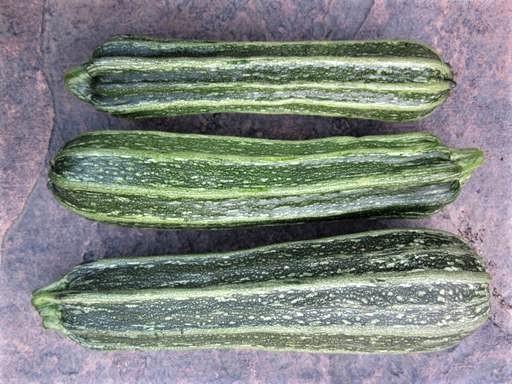Costata Romanesco Zucchini