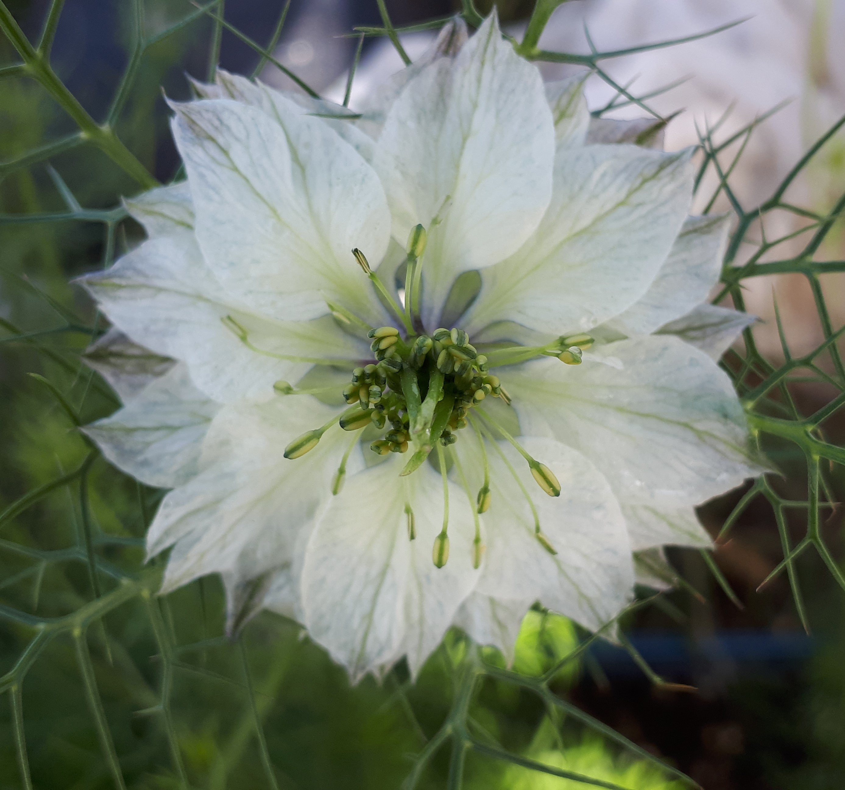 Nigella - Cramer's Plum