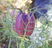 Nigella - Cramer's Plum