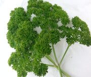 Moss Curled Parsley