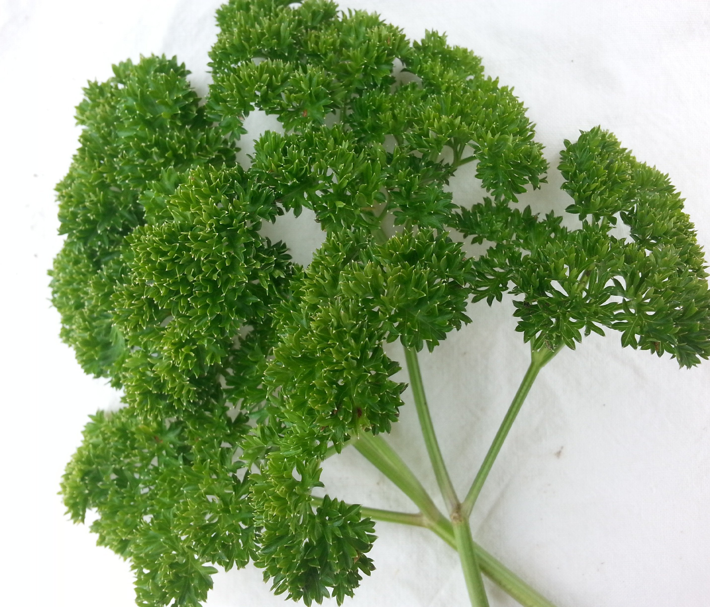 Moss Curled Parsley