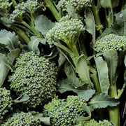 De Cicco Broccoli