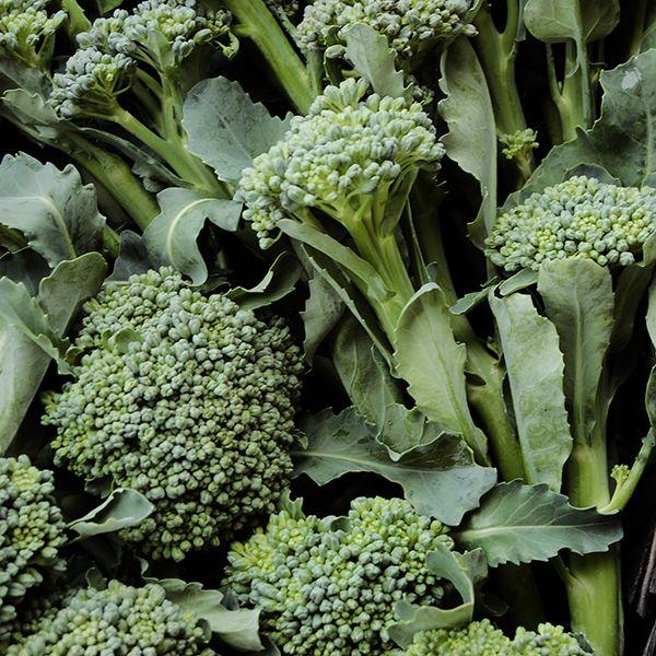 De Cicco Broccoli