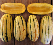 Delicata - Zepplin Delicata