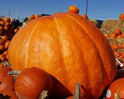 Dill's Atlantic Giant