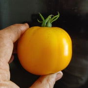 Djeena Lee's Golden Girl