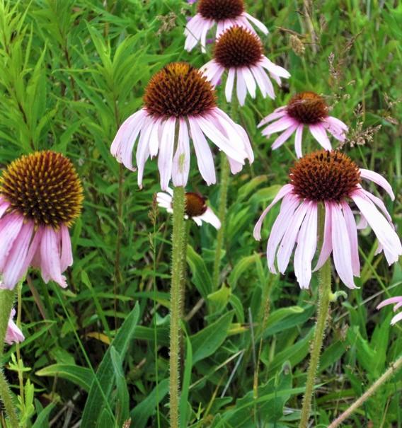Coneflower - Narrowleaf