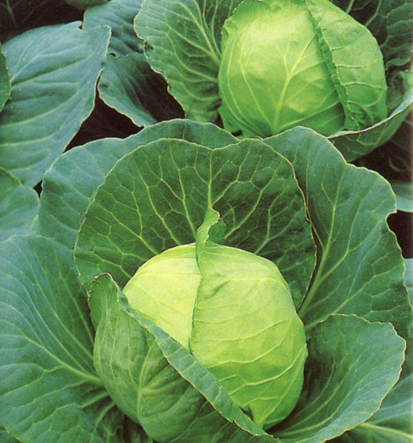 Golden Acre Cabbage