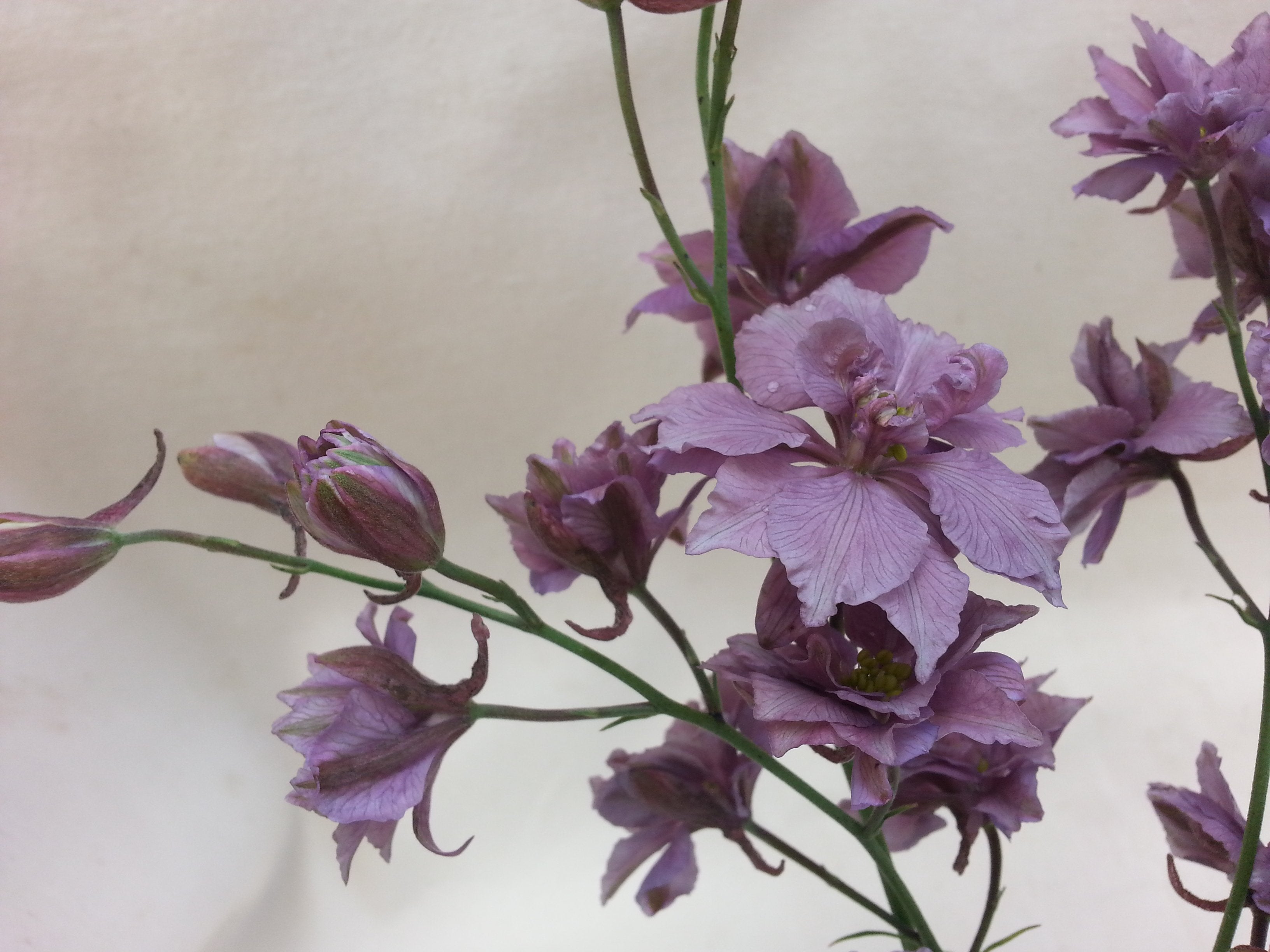 Larkspur - Earl Grey – Hawthorn Farm