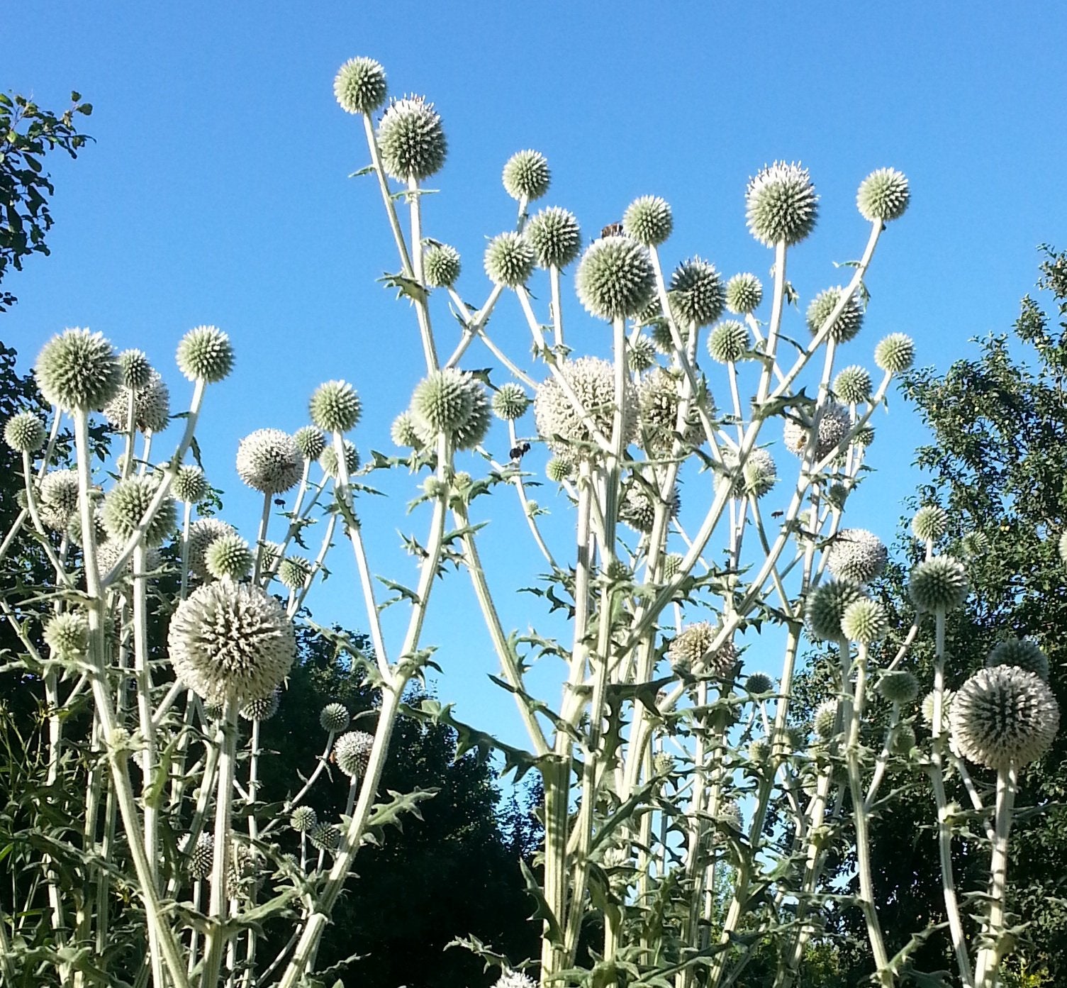 Globe Thistle 'Arctic Glow'