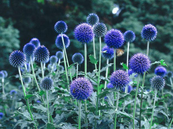 Globe Thistle