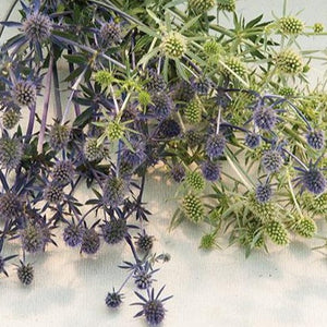 Eryngium - Blue and White Glitter Mix
