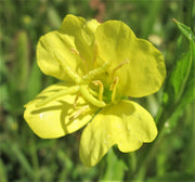 Evening Primrose