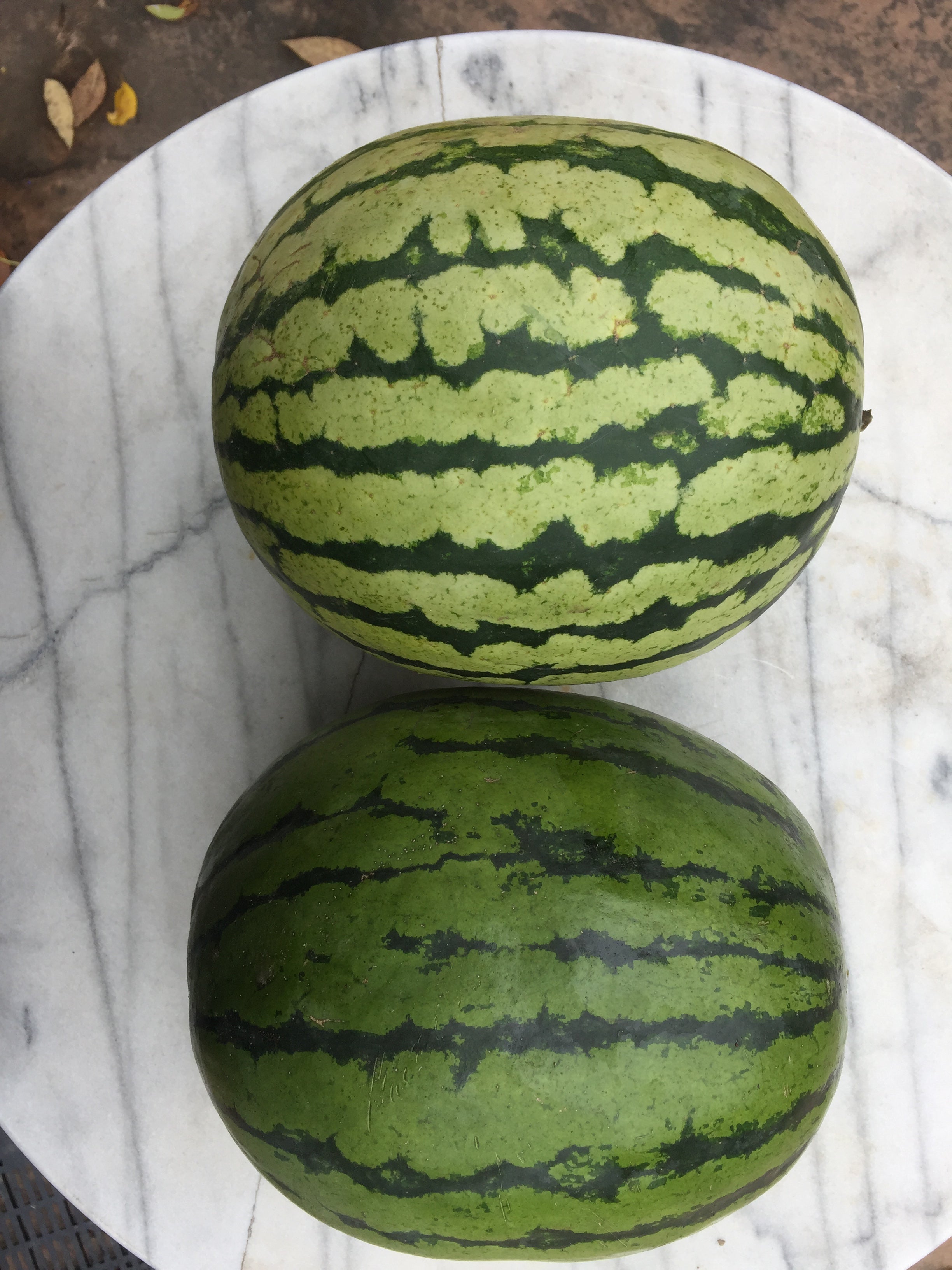 Early Yellow Moonbeam