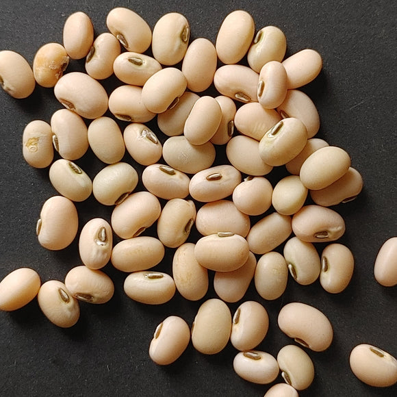 Fast Lady Northern Southern Cow Pea