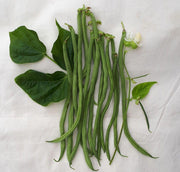 Fortex Pole Bean