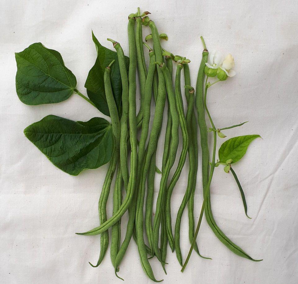 Fortex Pole Bean