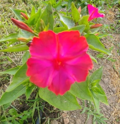 Four O'Clock - Strega