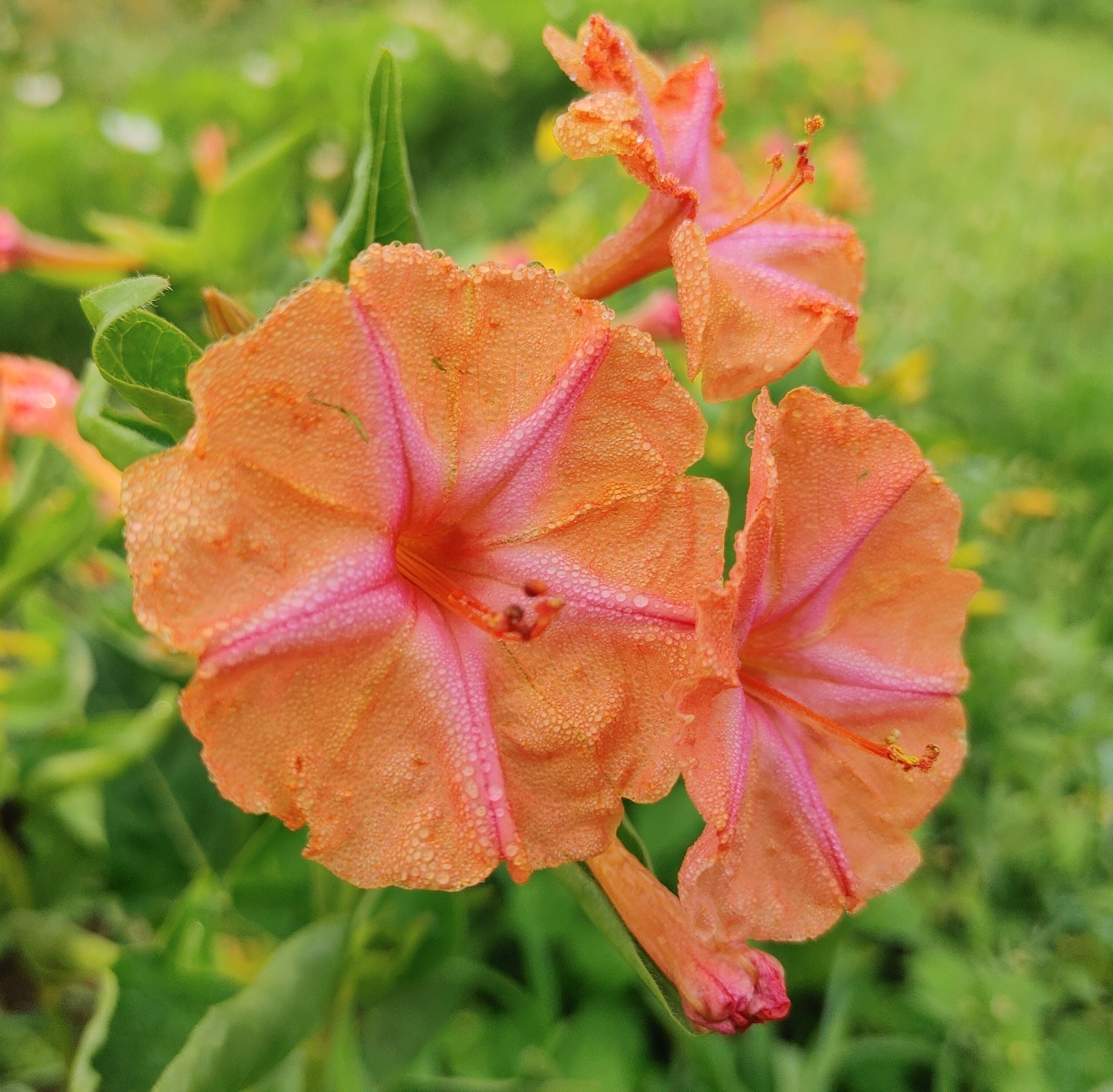 Four O'Clock - Strega