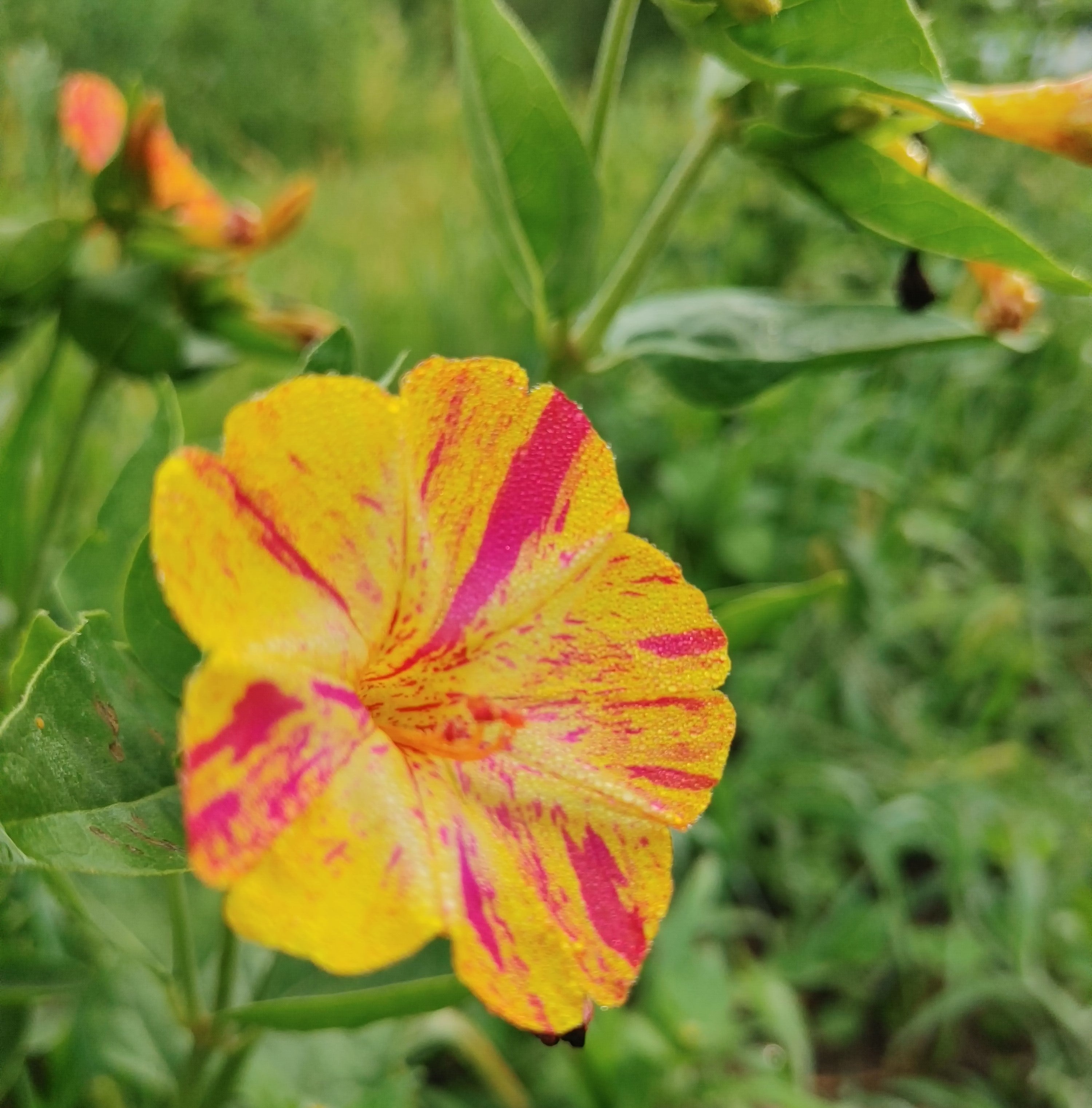 Four O'Clock - Strega