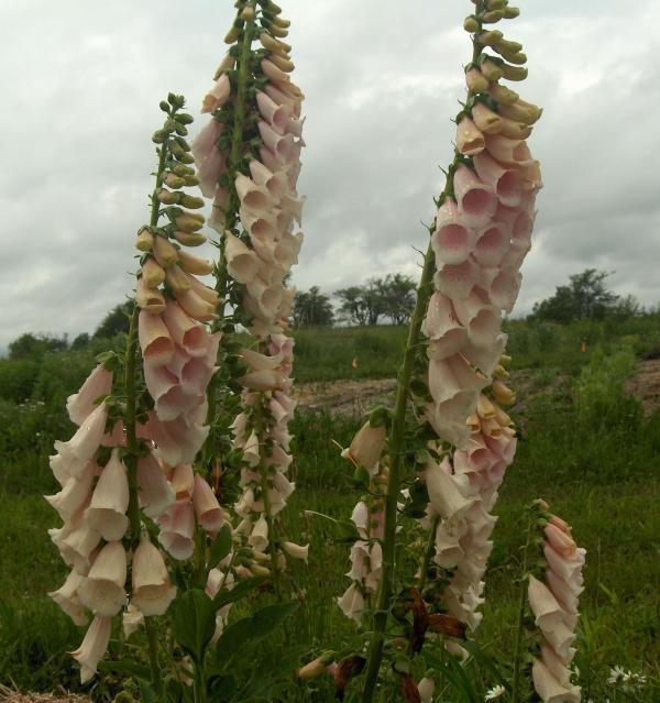 Foxglove - Apricot Mix