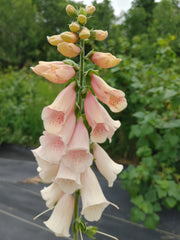 Foxglove - Apricot Mix