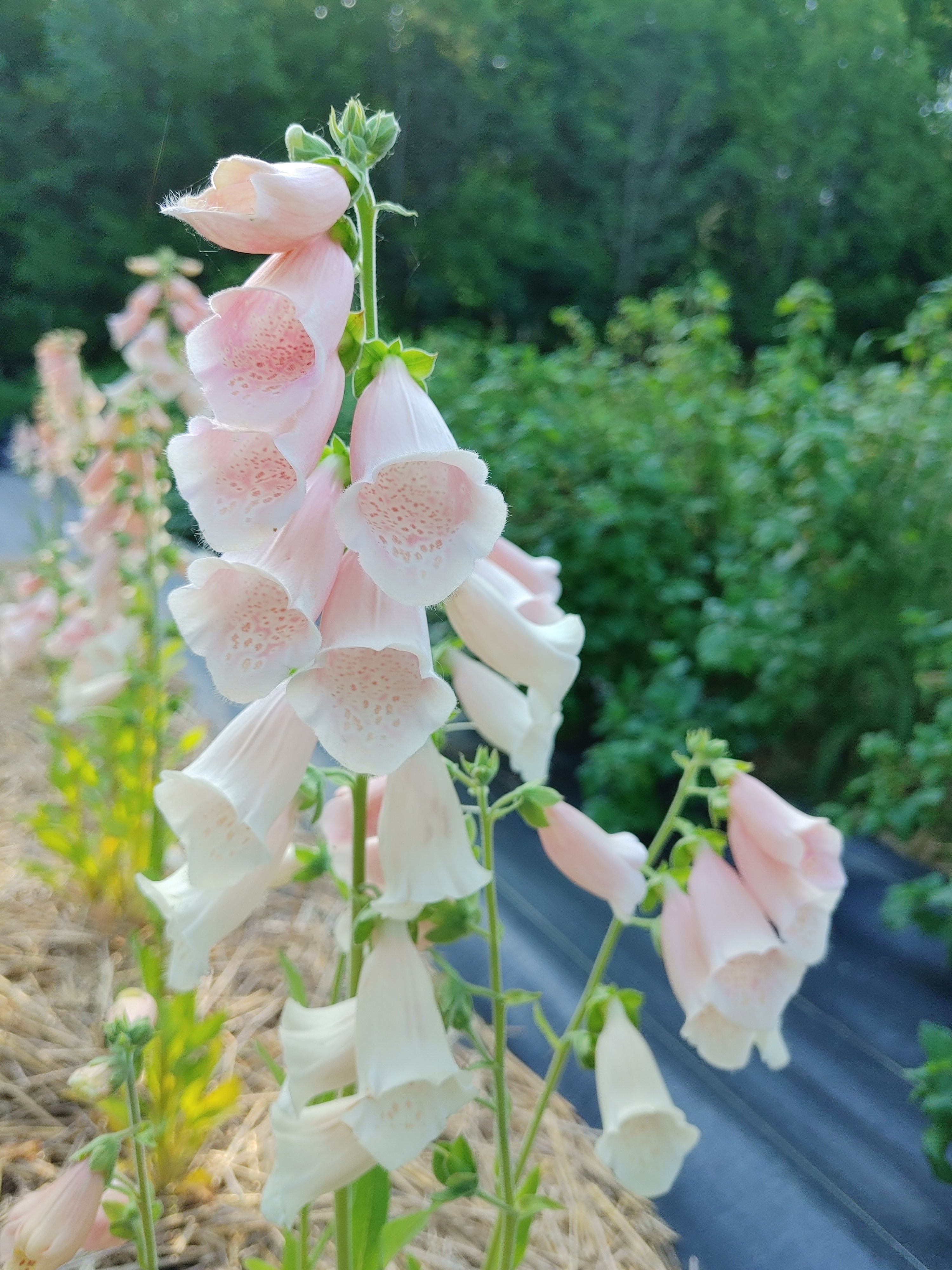 Foxglove - Apricot Mix