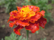 Marigold - French