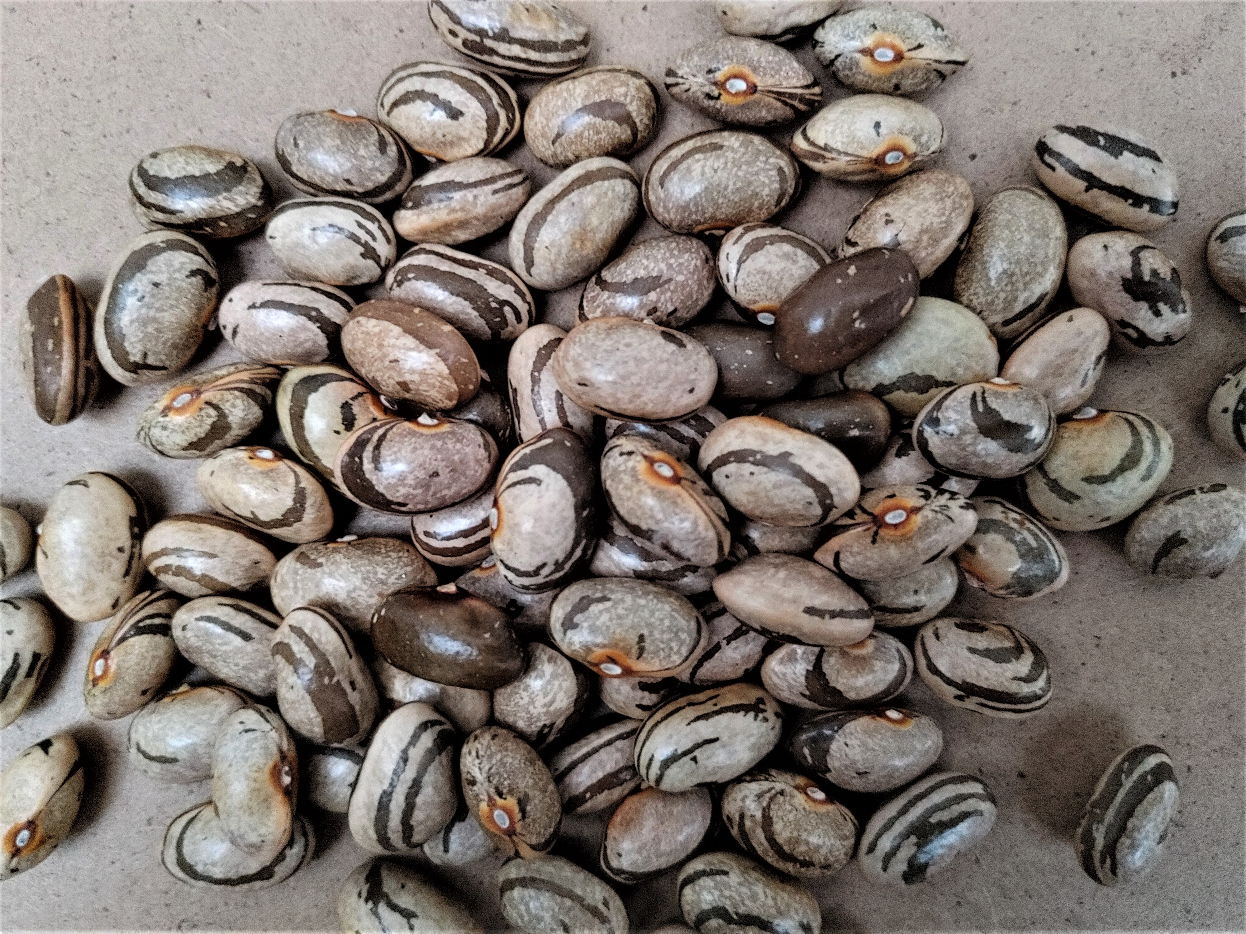 Garden of Eden Pole Bean