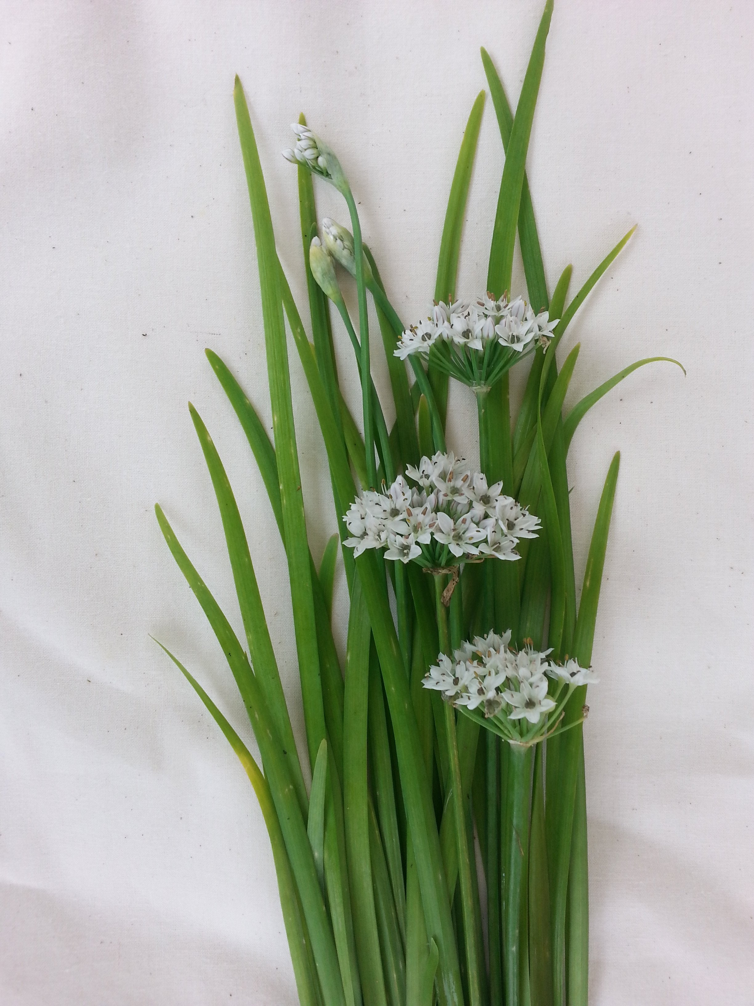 Garlic Chives