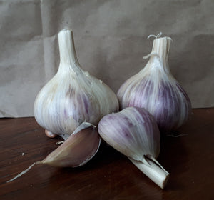 Georgian Fire, Organic Seed Garlic