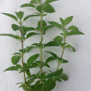 Greek Oregano