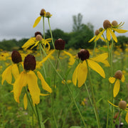 Coneflower - Grey Headed