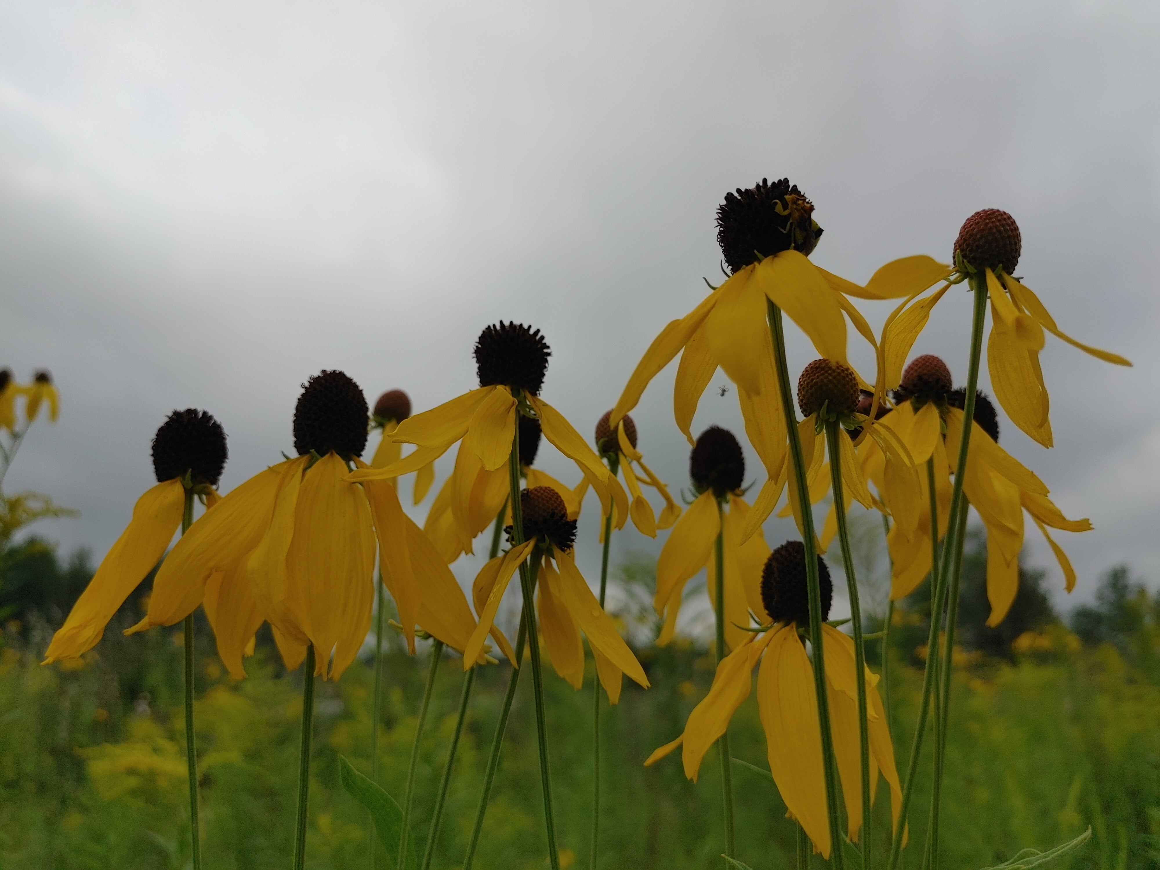 Coneflower - Grey Headed