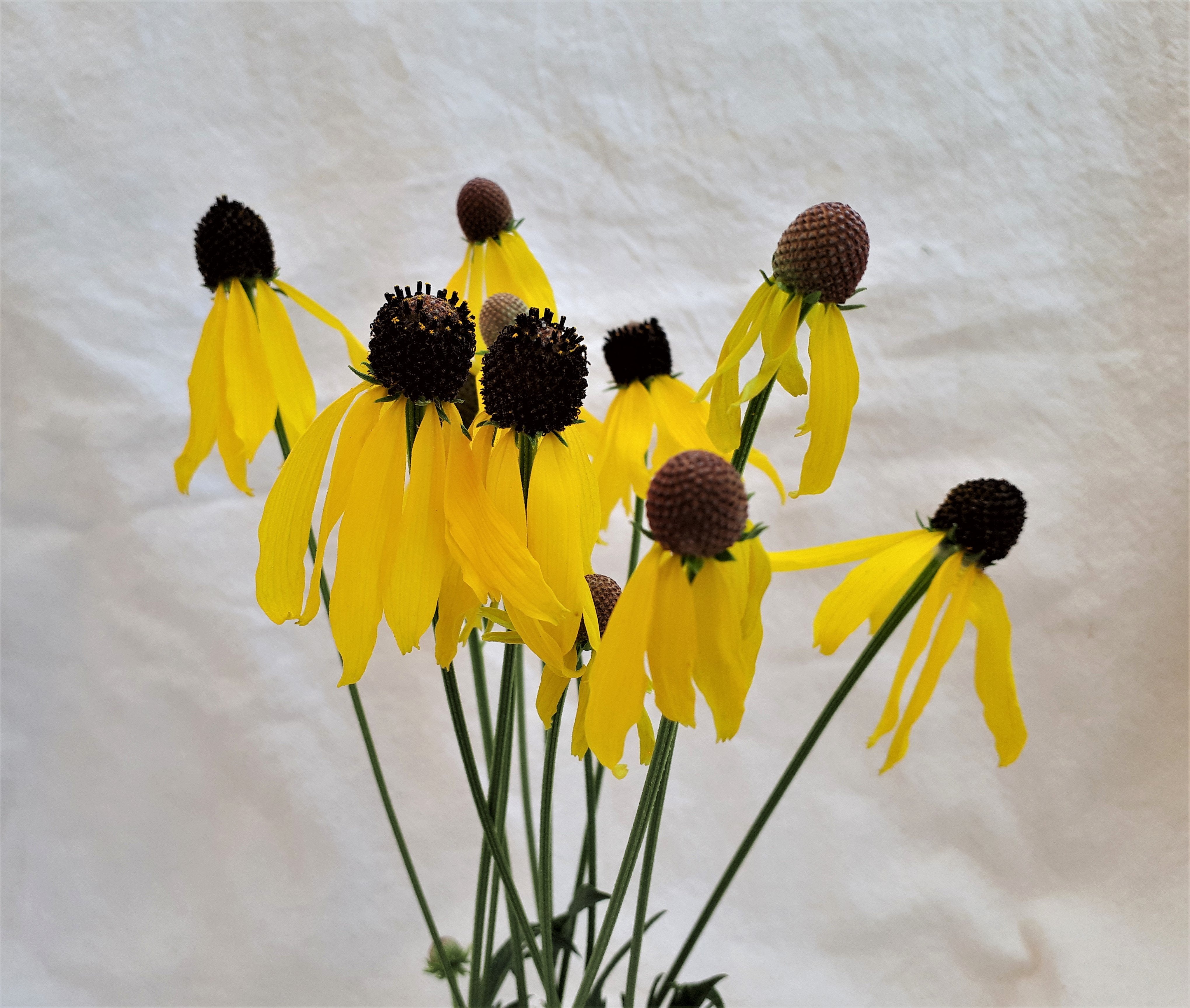 Coneflower - Grey Headed