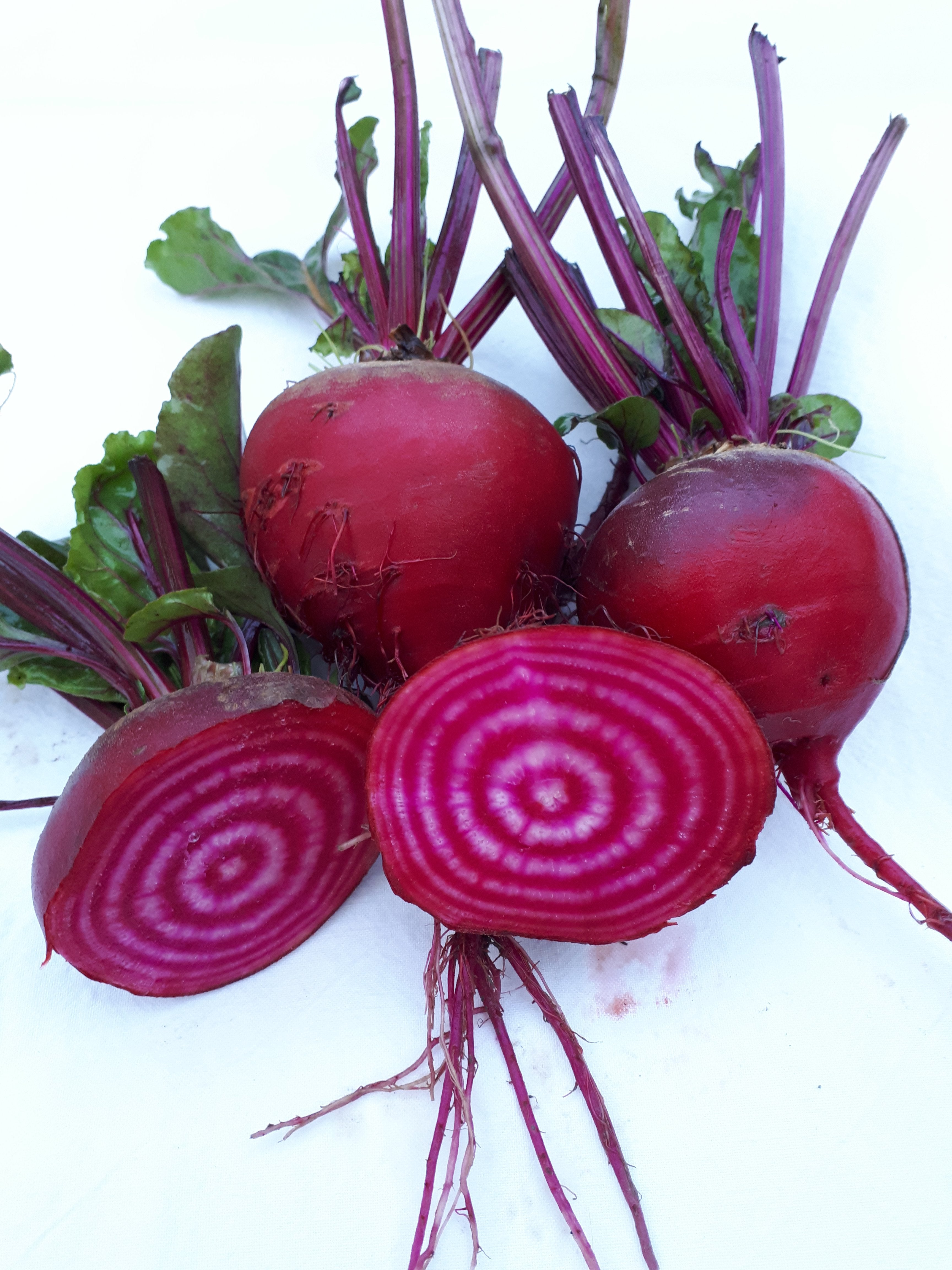 Chioggia Guardsmark Beet
