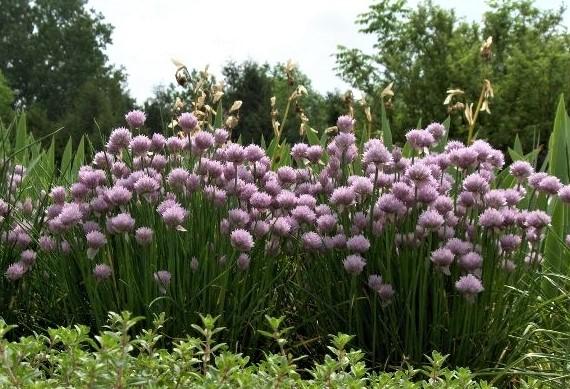 Garden Chives