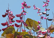 Hyacinth Bean - Ruby Moon