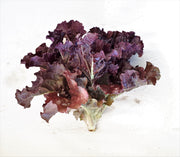 Hyper Red Rumple Waved