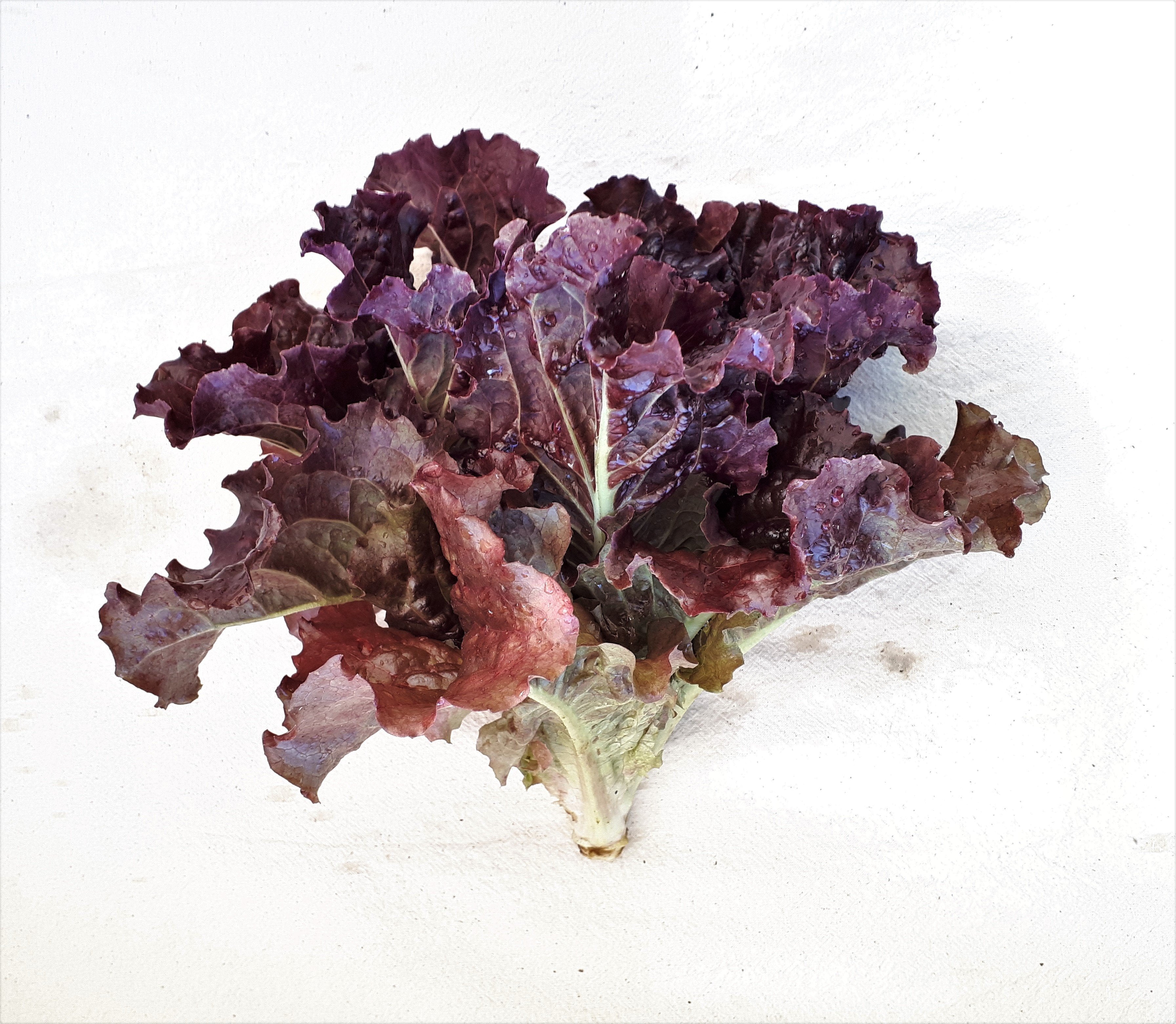 Hyper Red Rumple Waved